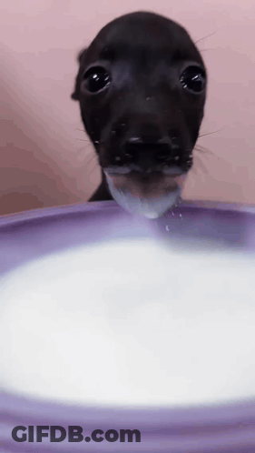 Small Black Dog Drinking Milk From Purple Bowl GIF