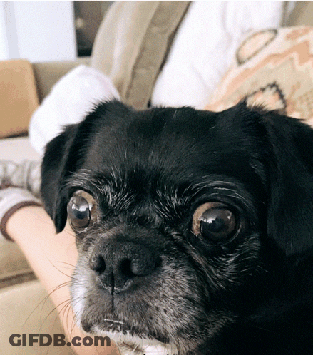 Small Black Dog Laying On Couch With Person GIF
