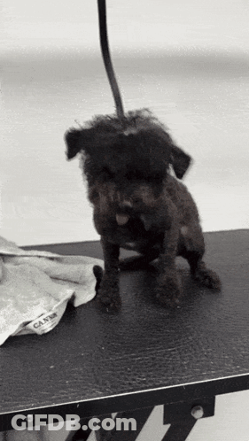 Small Black Dog Sitting On Black Table GIF