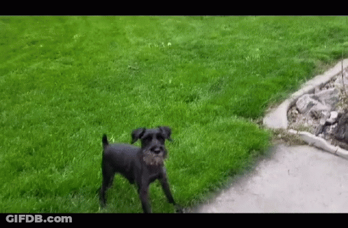 Small Black Dog Standing In Grass Near Path GIF