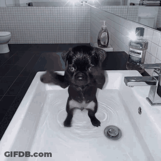 Small Black Dog Standing In Sink Next To Mouthwash GIF