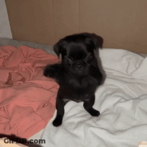 Small Black Dog Standing On Hind Legs GIF