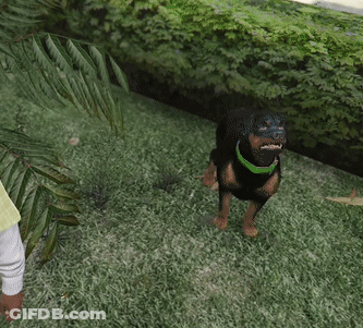 Small Black Dog With Green Collar In Field GIF