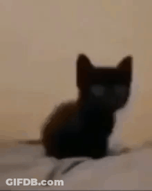 Small Black Kitten Sitting On Bed GIF