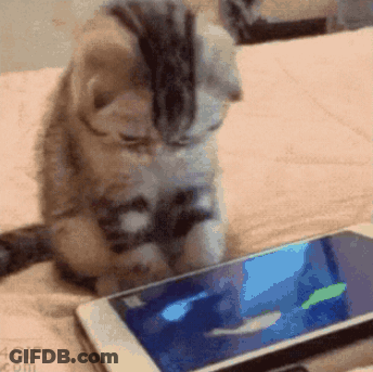 Small Black Kitten Sitting On Bed GIF