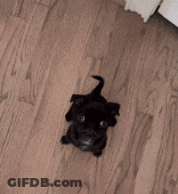 Small Black Pug Puppy Sitting Looking Up GIF