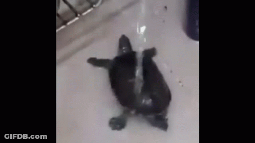 Small Black Turtle In Sink With Running Water GIF