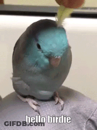 Small Blue Bird On Lap Saying Hello Birdie GIF