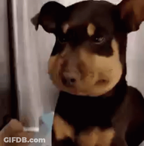 Small Brown And Black Dog Next To Person GIF