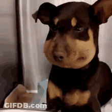 Small Brown And Black Dog Sitting GIF