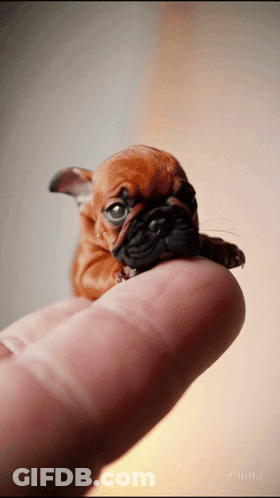 Small Brown And Black Puppy Sitting On Finger GIF