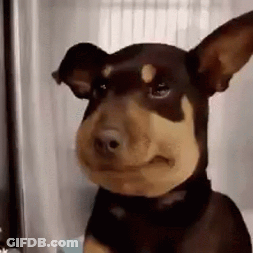 Small Brown And Tan Dog Making Funny Face GIF