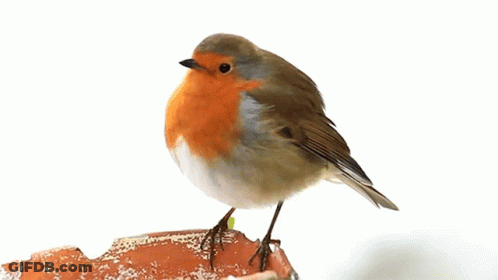 Small Brown And White Bird Perched On Brick GIF