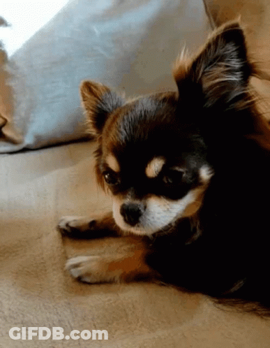 Small Brown And White Chihuahua Laying On Floor GIF