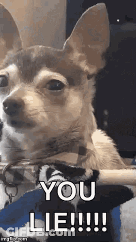 Small Brown And White Chihuahua Sitting On Lap GIF