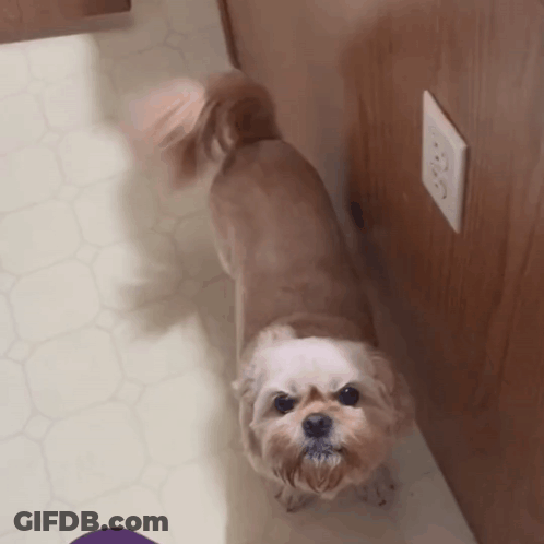 Small Brown And White Dog Beside Electrical Outlet GIF