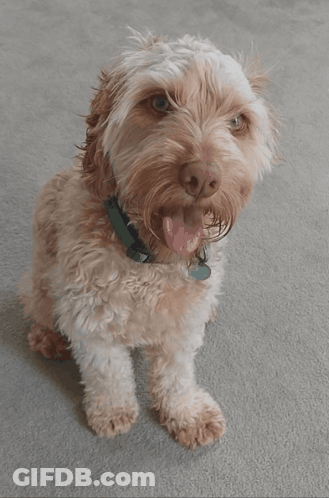 Small Brown And White Dog Holding Hand GIF