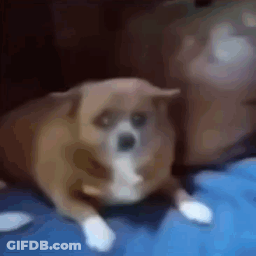 Small Brown And White Dog Laying On Blue Blanket GIF