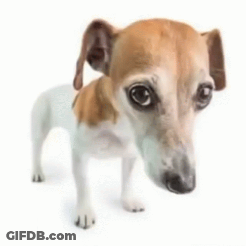 Small Brown And White Dog Looking At Camera GIF