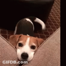 Small Brown And White Dog Lying On Couch GIF
