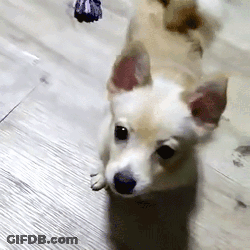 Small Brown And White Dog Lying On Floor GIF