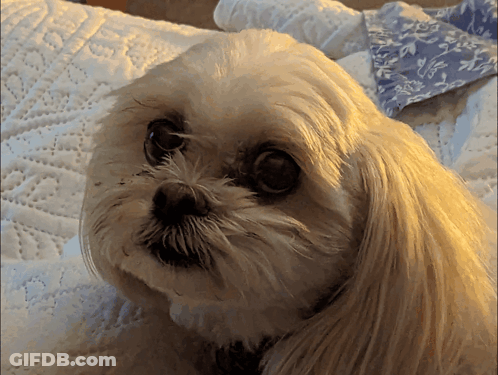 Small Brown And White Dog Saying Who Knows What's Going On Crazy Times GIF