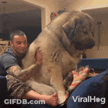 Small Brown And White Dog Sitting In Car Seat GIF