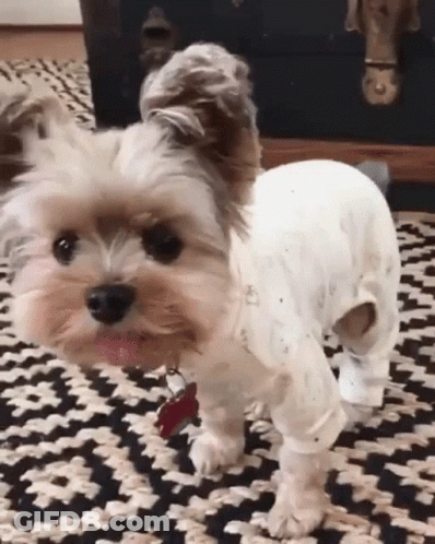 Small Brown And White Dog Wearing White Shirt On Rug GIF