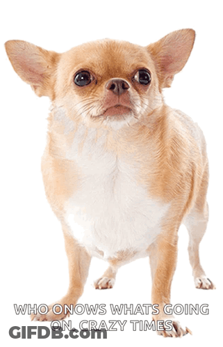 Small Brown And White Dog Who Knows What's Going On Crazy Times GIF