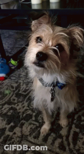 Small Brown And White Dog With Blue Collar GIF