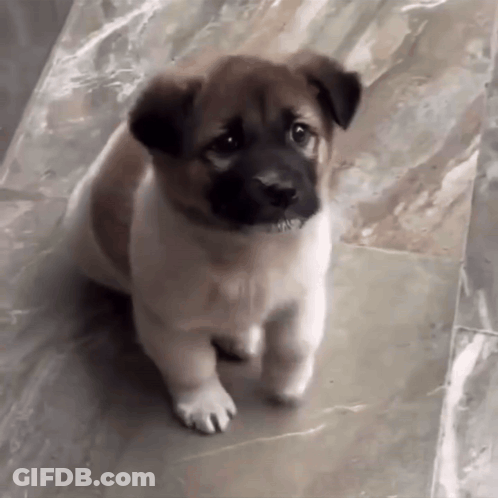 Small Brown And White Puppy Standing On Tiled Floor GIF
