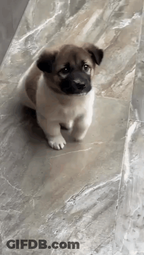 Small Brown And White Puppy Standing On Tiled Floor GIF