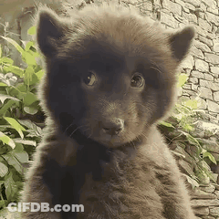 Small Brown Bear Puppy Sitting In Front Of Stone Wall GIF