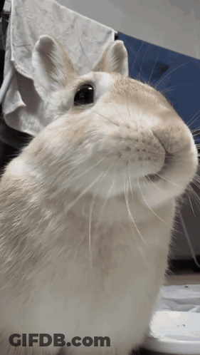 Small Brown Bunny On Striped Blanket Post This Bnuy The 27Th GIF