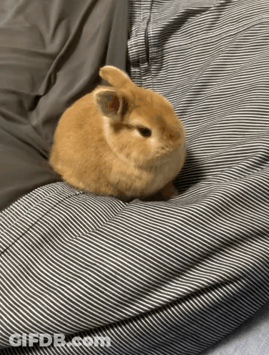 Small Brown Bunny Sitting GIF