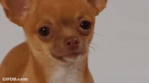 Small Brown Chihuahua Looking At Camera GIF