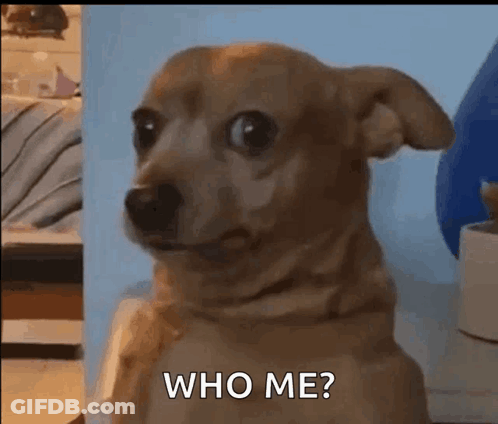 Small Brown Dog Asking Who Me GIF