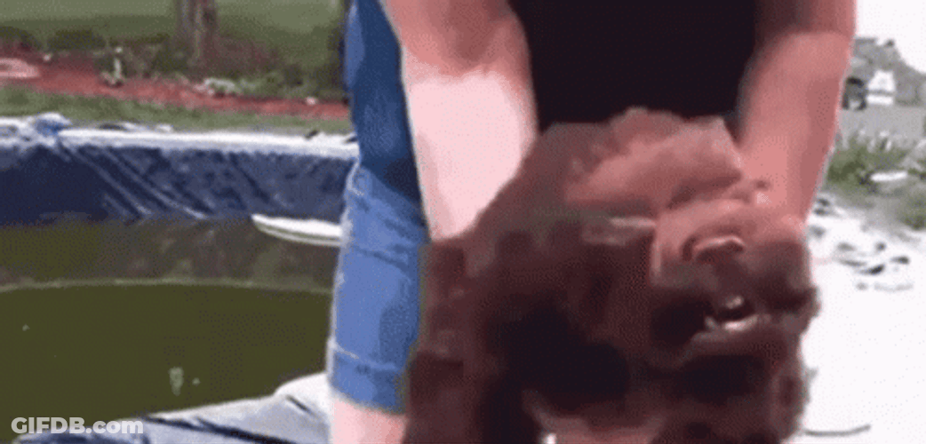Small Brown Dog Going Wild GIF