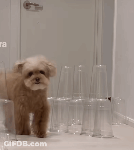 Small Brown Dog In Front Of Cups GIF