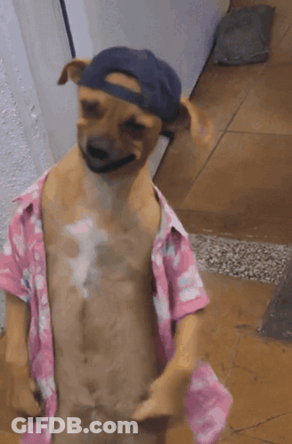 Small Brown Dog In Pink Shirt And Blue Hat GIF