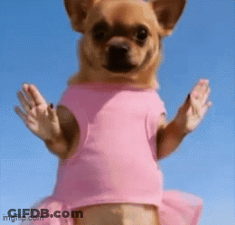 Small Brown Dog In Pink Shirt And Tutu GIF