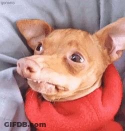 Small Brown Dog In Red Sweater Funny Face GIF