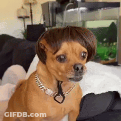 Small Brown Dog In Wig And Chain On Bed GIF
