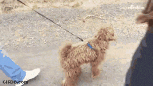 Small Brown Dog Jumping On Leash GIF