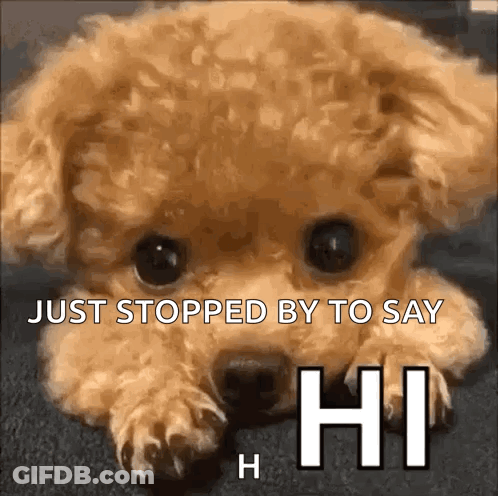 Small Brown Dog Laying Down Says Just Stopped By To Say Hi GIF