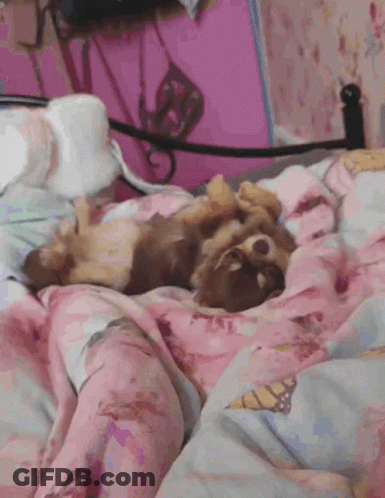Small Brown Dog Laying On Bed With Pink Blanket GIF