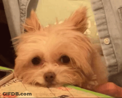Small Brown Dog Laying On Table GIF