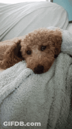 Small Brown Dog Laying On White Blanket GIF
