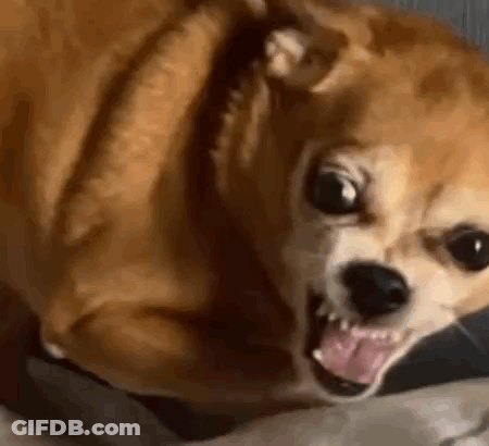 Small Brown Dog Laying With Open Mouth GIF