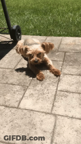 Small Brown Dog Lying On Brick Patio GIF